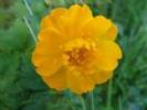  Trollius Chinensis P.E. 